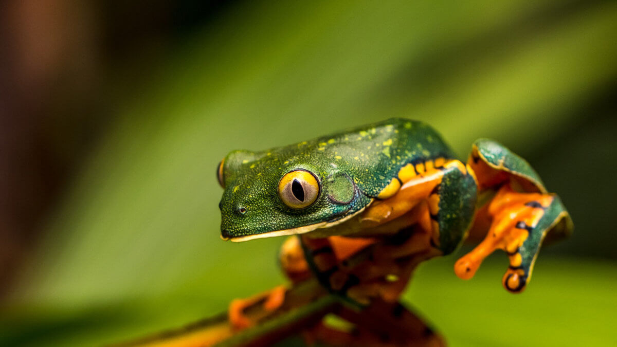 Frog